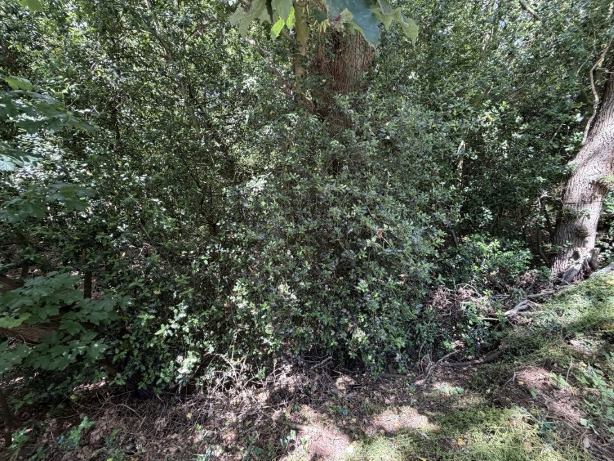 Lot Image