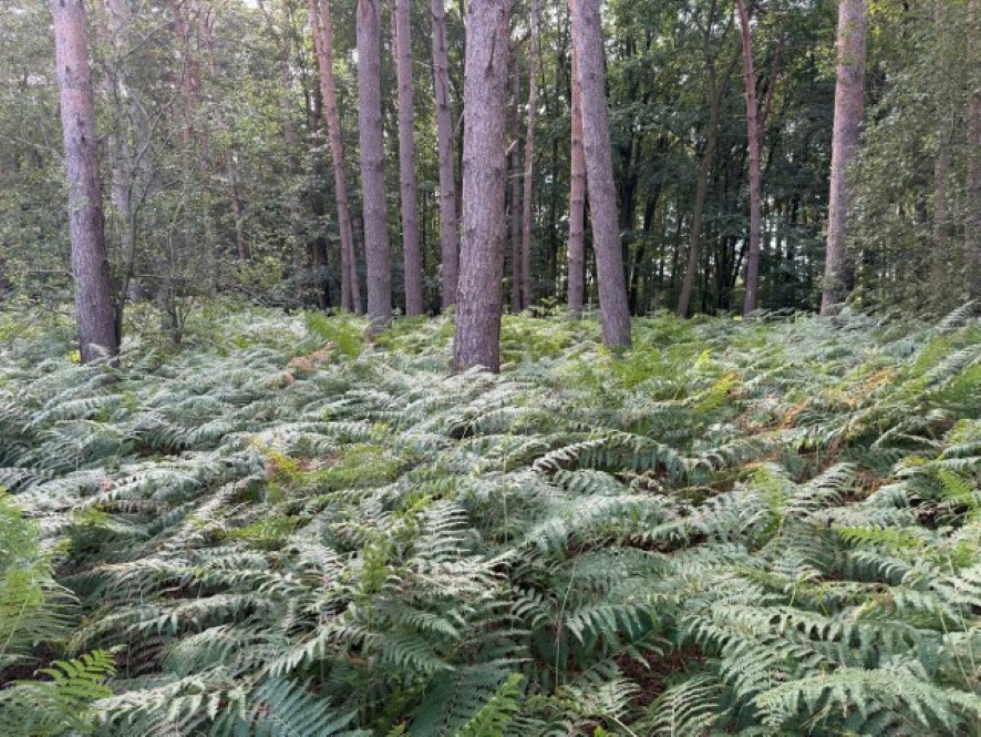 Lot Image